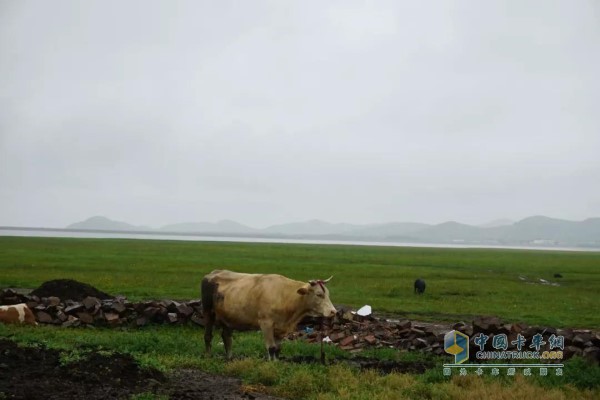 無(wú)垠的藍(lán)天，無(wú)盡的草原，徜徉的自由