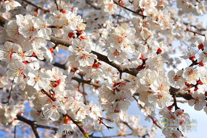 花花世界，福田小金剛載你尋春